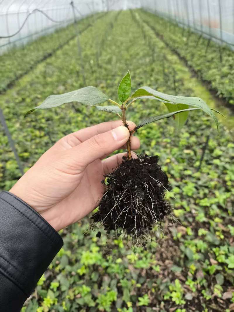 北美冬青芽苗，北美冬青穴盘苗基地直发欢迎采购