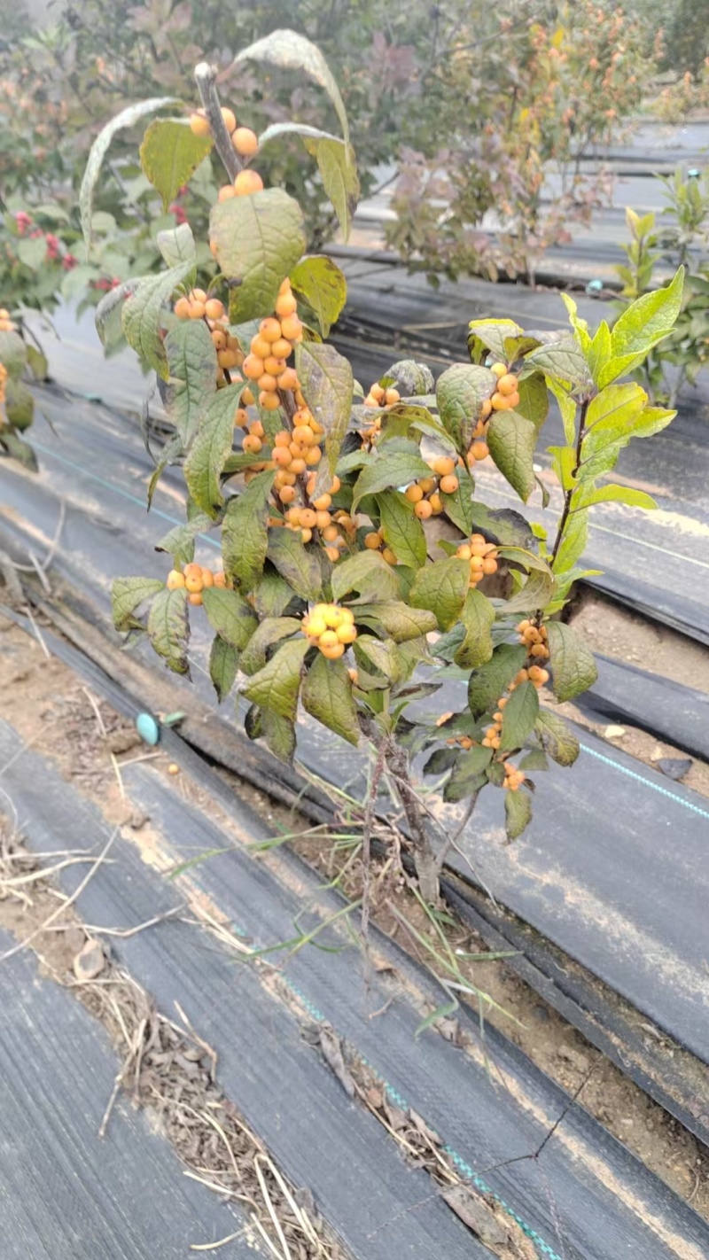 北美冬青芽苗，北美冬青穴盘苗基地直发欢迎采购