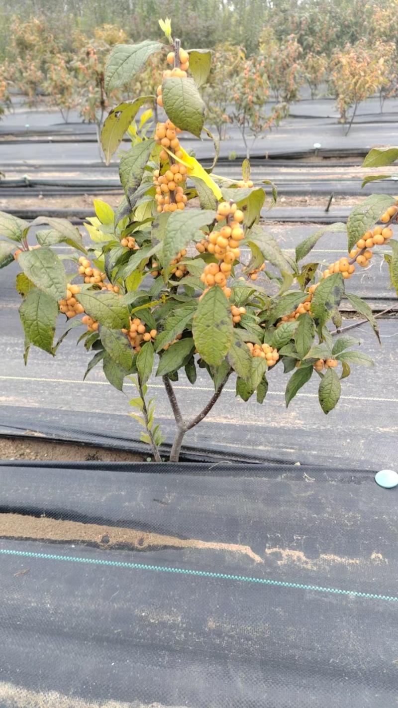 北美冬青芽苗，北美冬青穴盘苗基地直发欢迎采购