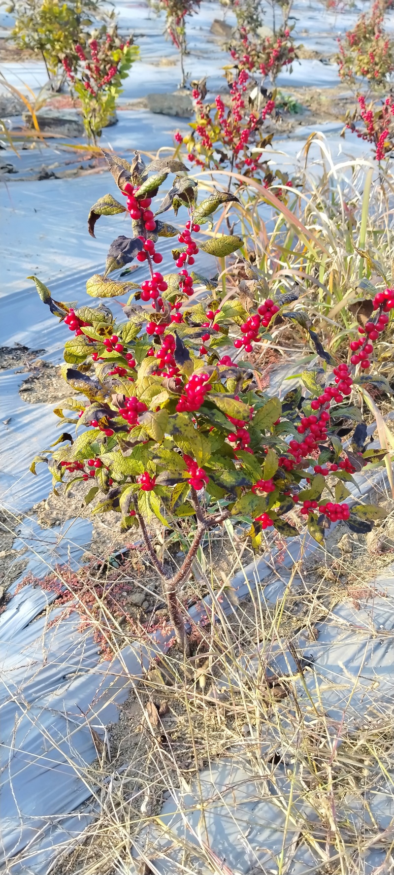 北美冬青芽苗，北美冬青穴盘苗基地直发欢迎采购