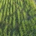 【种植专用苗】基地直发精品高产优质紫皮洋葱苗黄皮洋葱苗