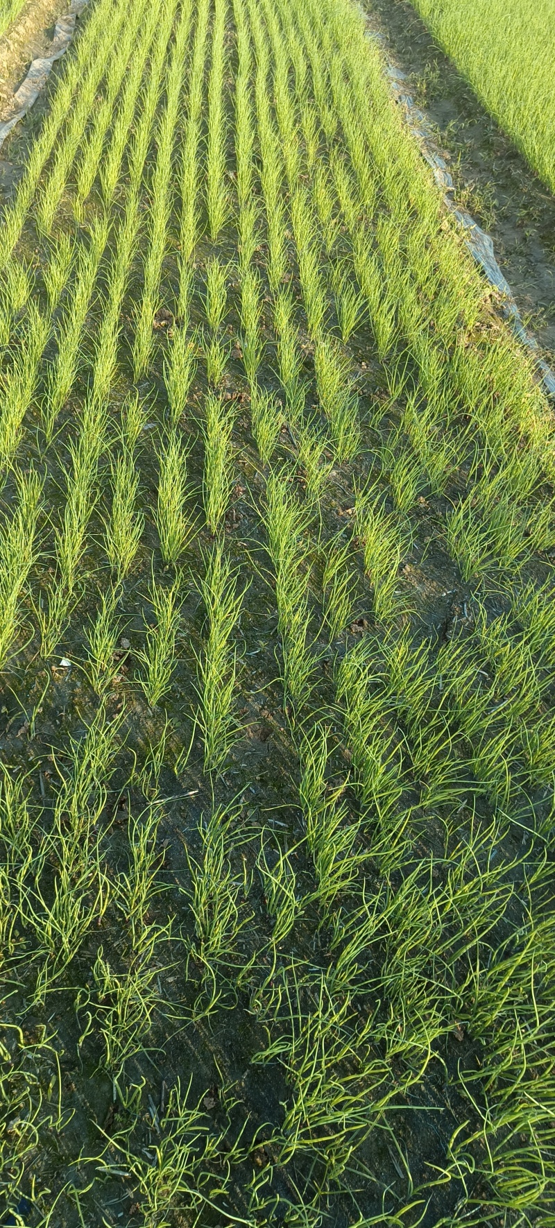 【种植专用苗】基地直发精品高产优质紫皮洋葱苗黄皮洋葱苗
