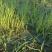 【种植专用苗】基地直发精品高产优质紫皮洋葱苗黄皮洋葱苗
