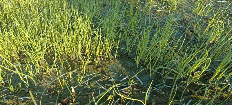 【种植专用苗】基地直发精品高产优质紫皮洋葱苗黄皮洋葱苗