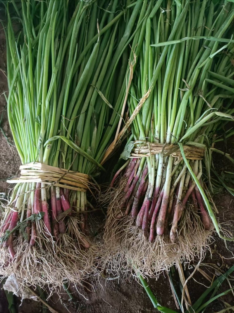 【种植专用苗】基地直发精品高产优质紫皮洋葱苗黄皮洋葱苗