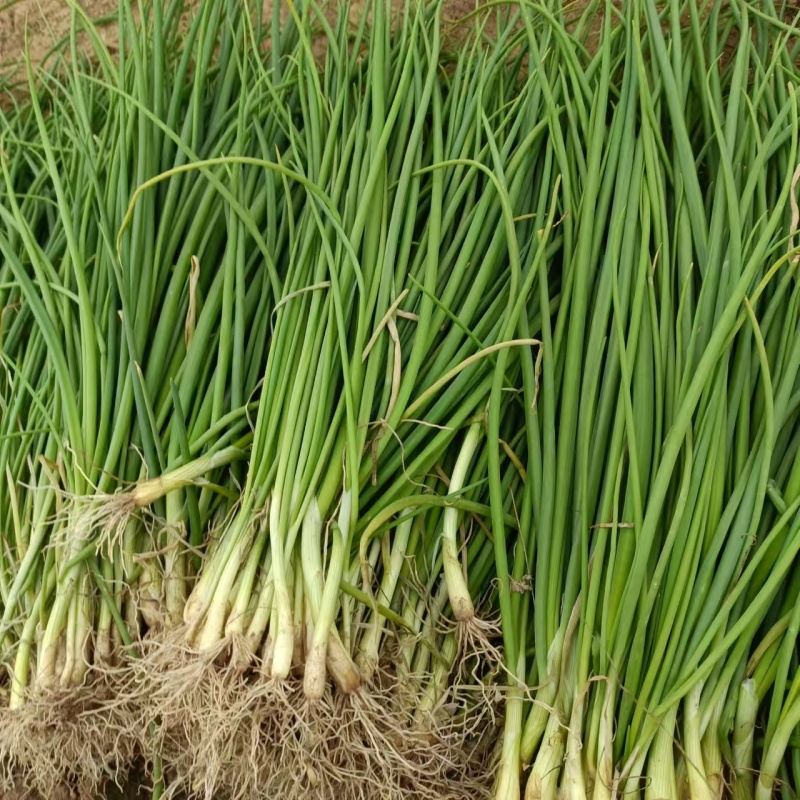 【种植专用苗】基地直发精品高产优质紫皮洋葱苗黄皮洋葱苗