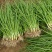 【种植专用苗】基地直发精品高产优质紫皮洋葱苗黄皮洋葱苗