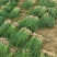 【种植专用苗】基地直发精品高产优质紫皮洋葱苗黄皮洋葱苗