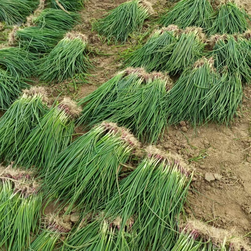 【种植专用苗】基地直发精品高产优质紫皮洋葱苗黄皮洋葱苗