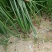 【种植专用苗】基地直发精品高产优质紫皮洋葱苗黄皮洋葱苗