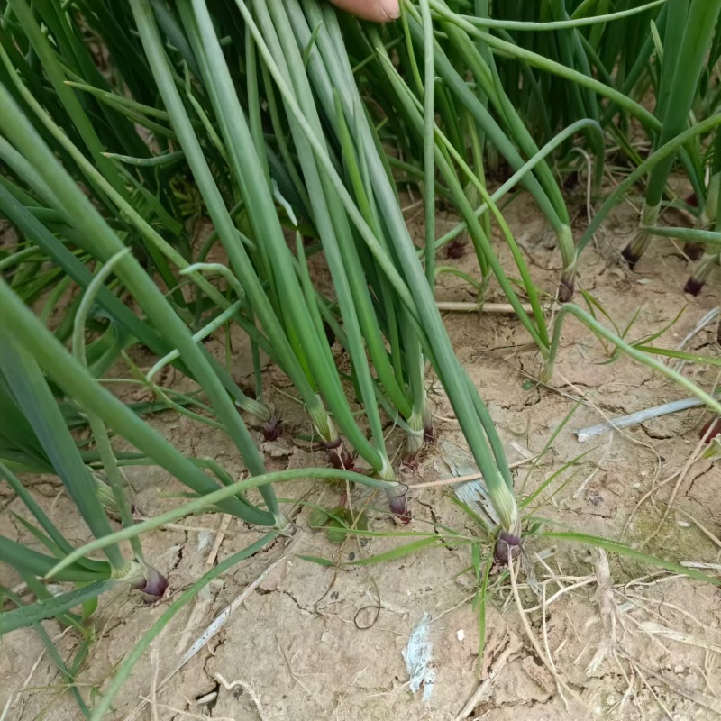 【种植专用苗】基地直发精品高产优质紫皮洋葱苗黄皮洋葱苗