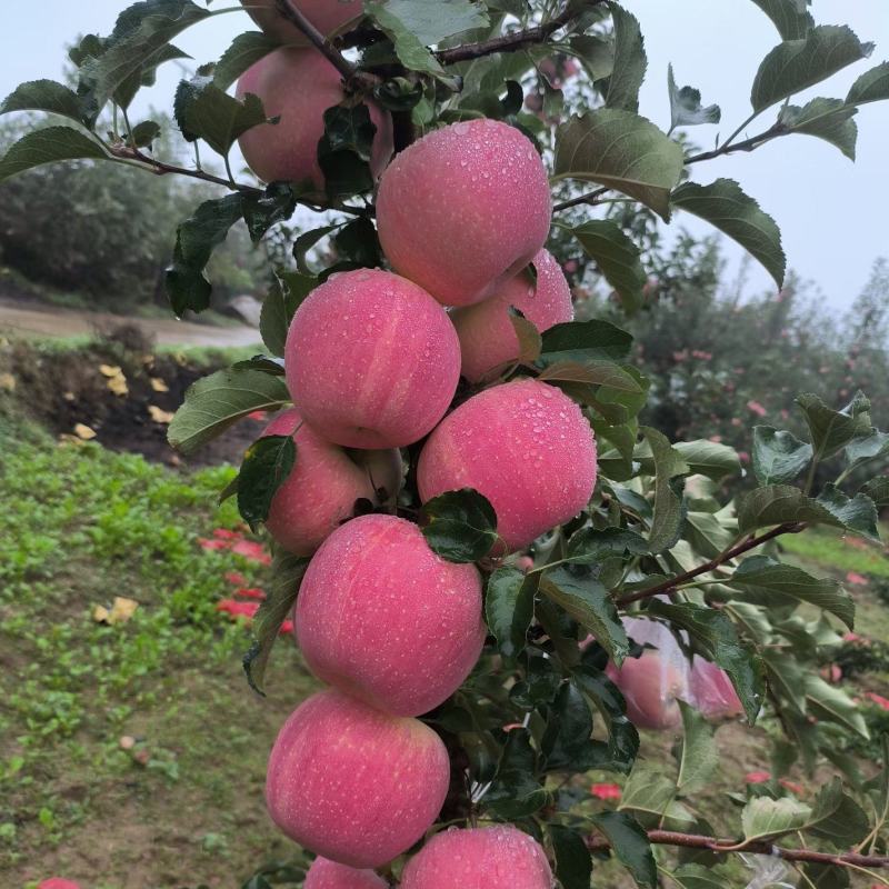 陕西洛川苹果