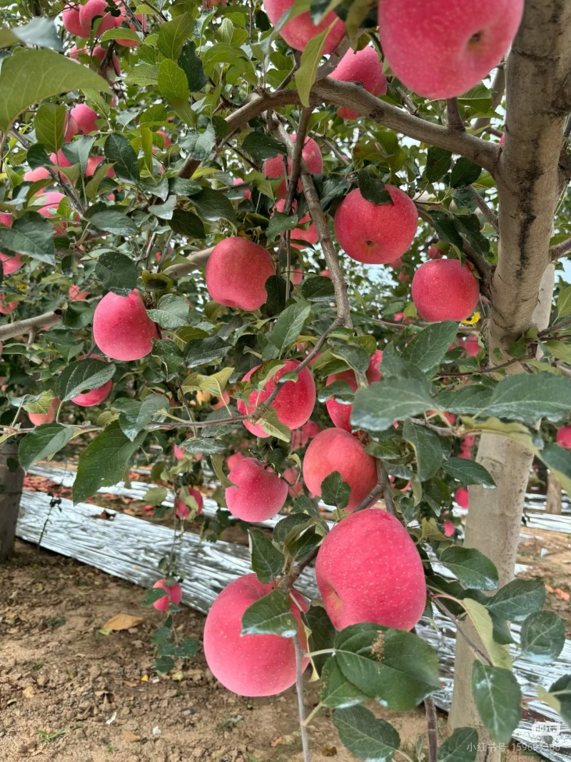 陕西洛川苹果