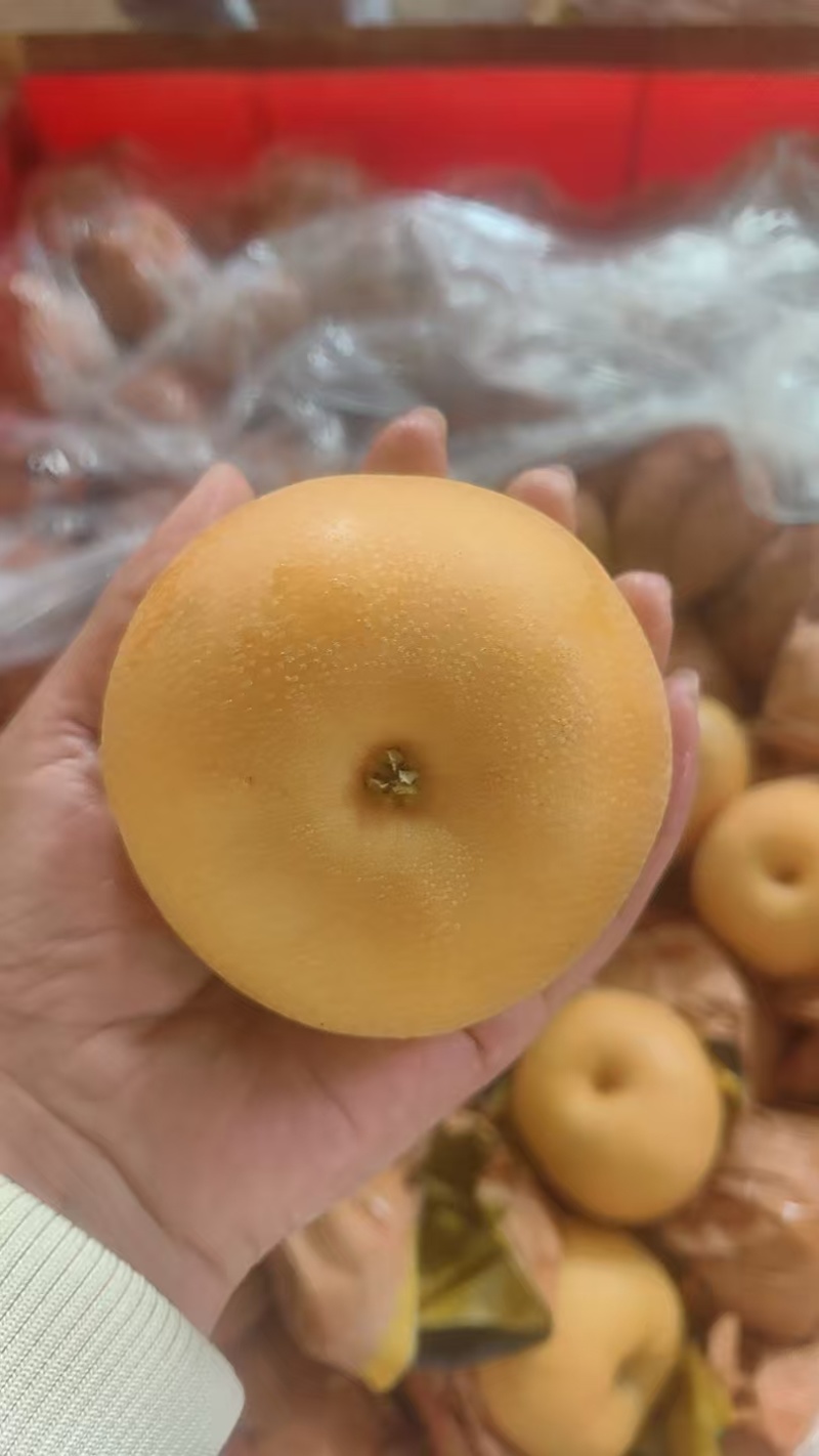 莱西秋月梨