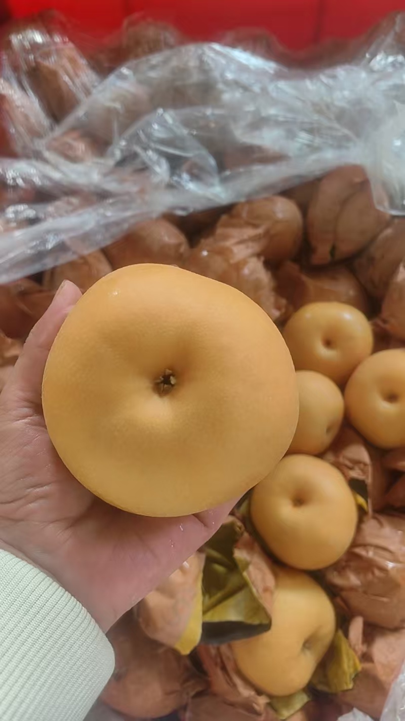 莱西秋月梨