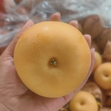 莱西秋月梨