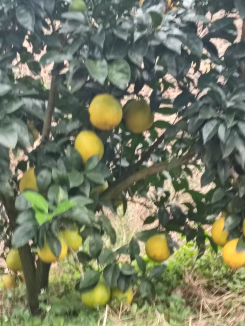 福建永春芦柑脐橙