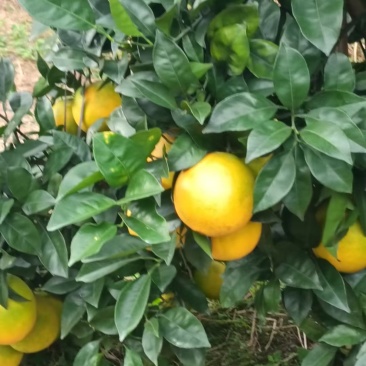 福建永春芦柑脐橙