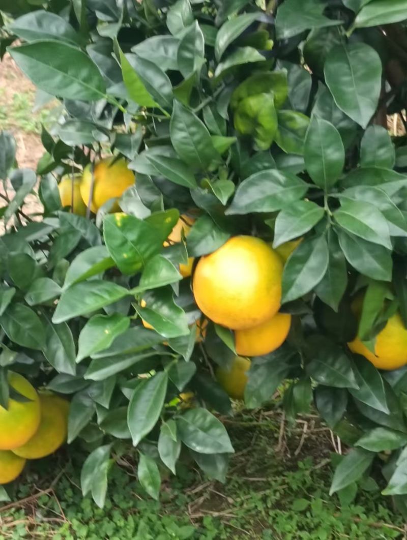 福建永春芦柑脐橙