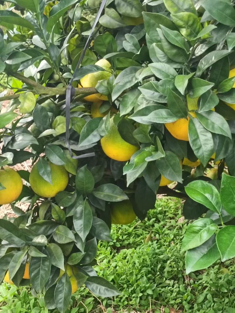 福建永春芦柑脐橙