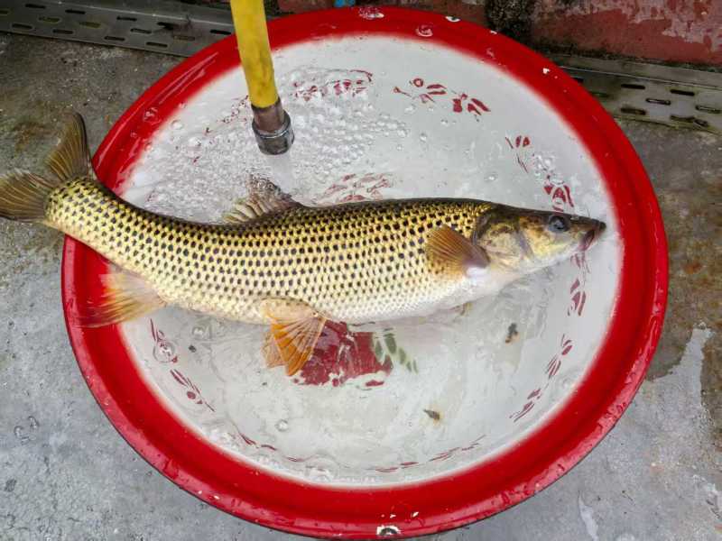 金沙鲈鲤商品鱼
