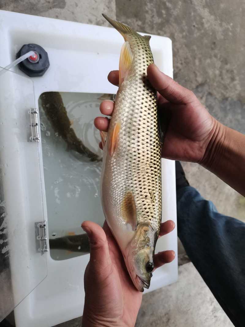 金沙鲈鲤商品鱼