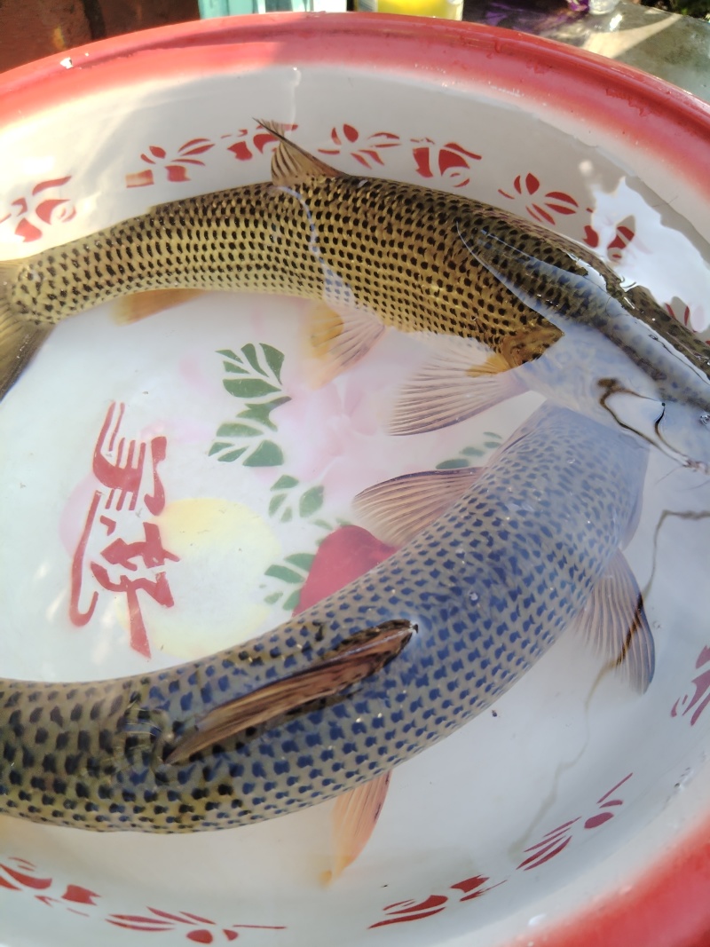 金沙鲈鲤商品鱼
