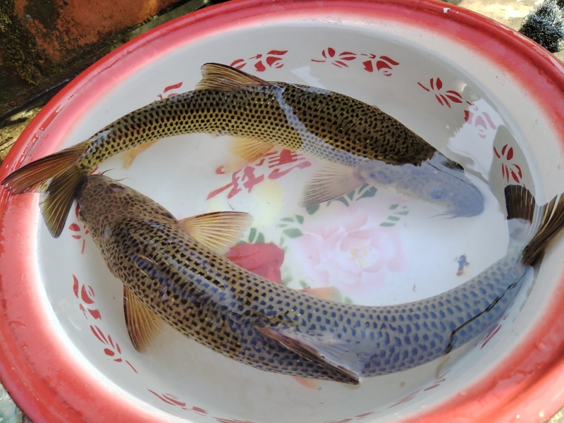 金沙鲈鲤商品鱼