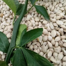 枳橙种别名大叶枳壳种25年新品保质保量干净
