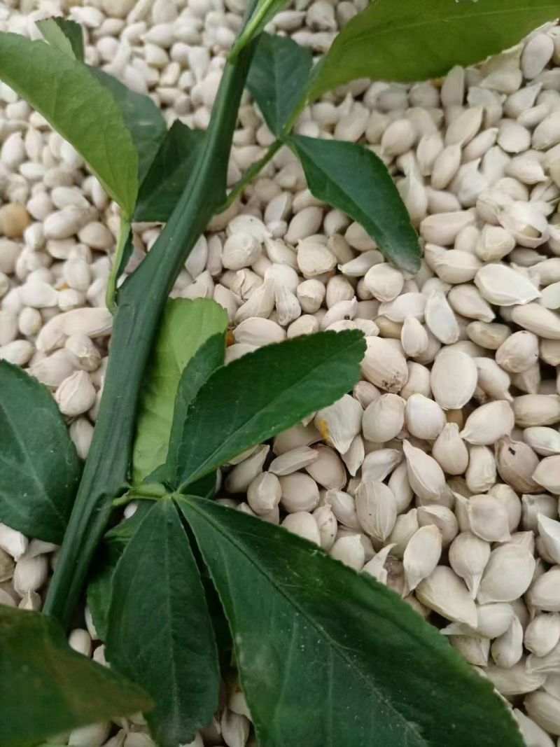 枳橙种别名大叶枳壳种25年新品保质保量干净