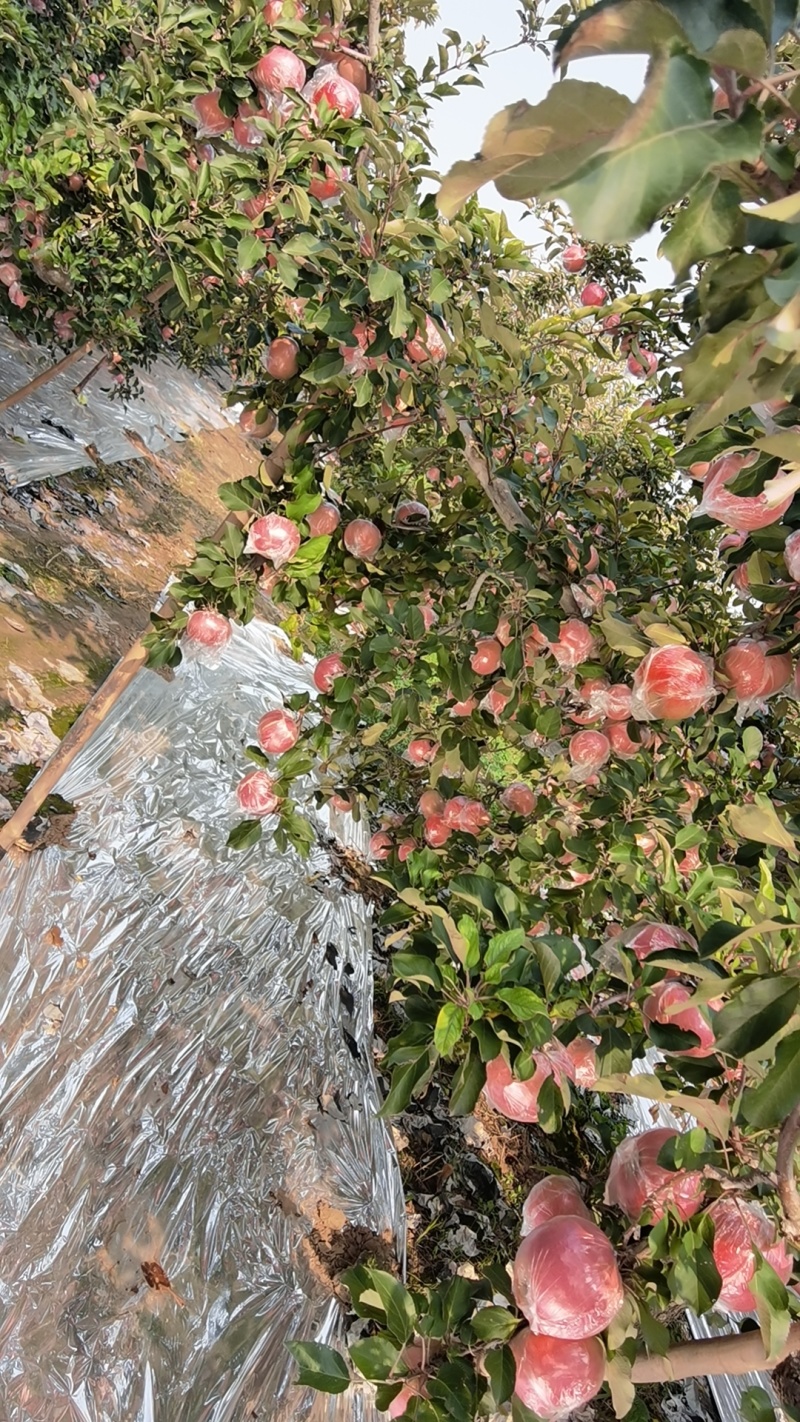 深州产地富士