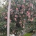 深州产地富士