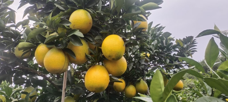 自家种植的赣南脐橙，口感清甜，现摘现发