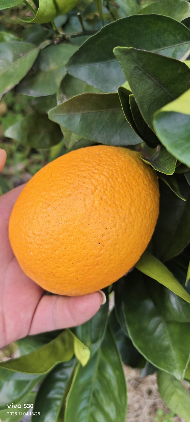 《精品》纽荷尔脐橙口感纯甜无酸化渣，应季水果，欢迎咨询