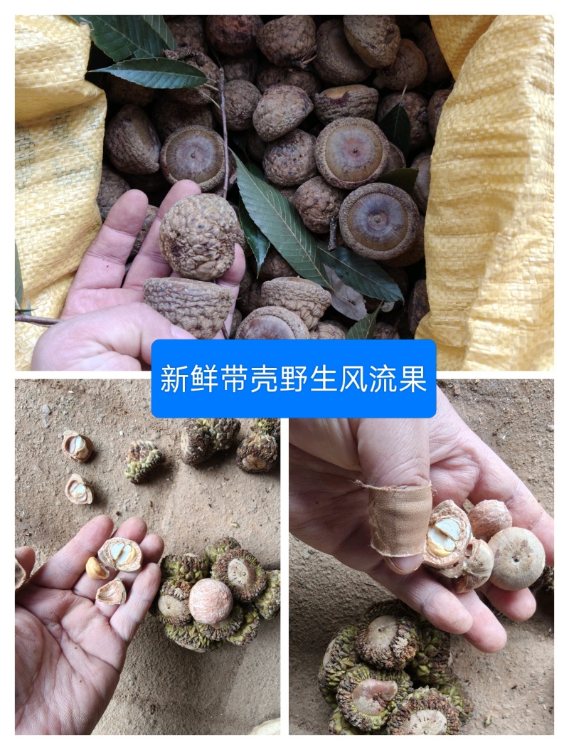 【推荐】野生风流果，无坏果，10斤以上批发价15元一斤。