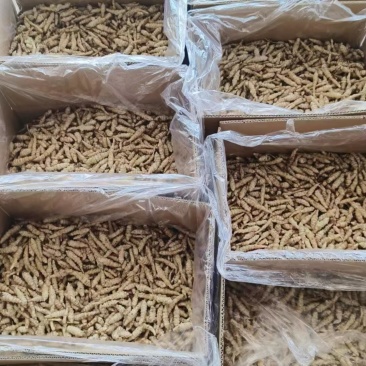 精品螺丝菜