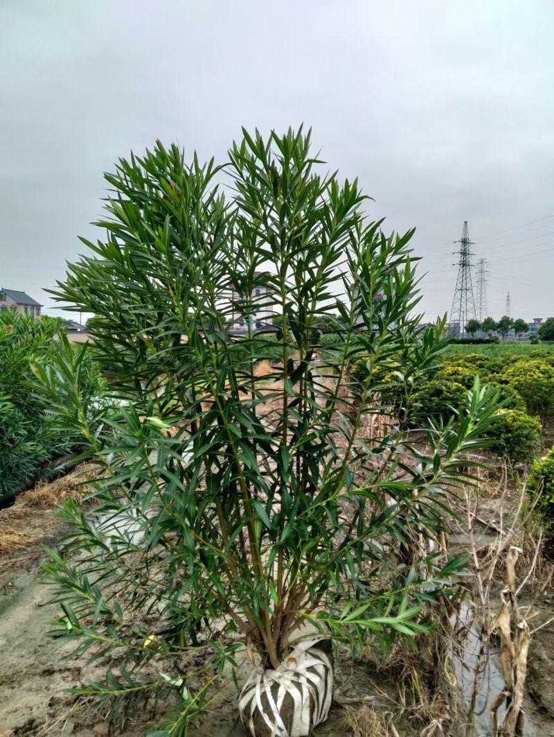 夹竹桃3叉一4叉，7叉一8叉高度1.2m一2m，欢迎来订