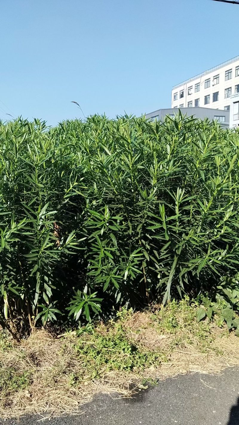 夹竹桃3叉一4叉，7叉一8叉高度1.2m一2m，欢迎来订