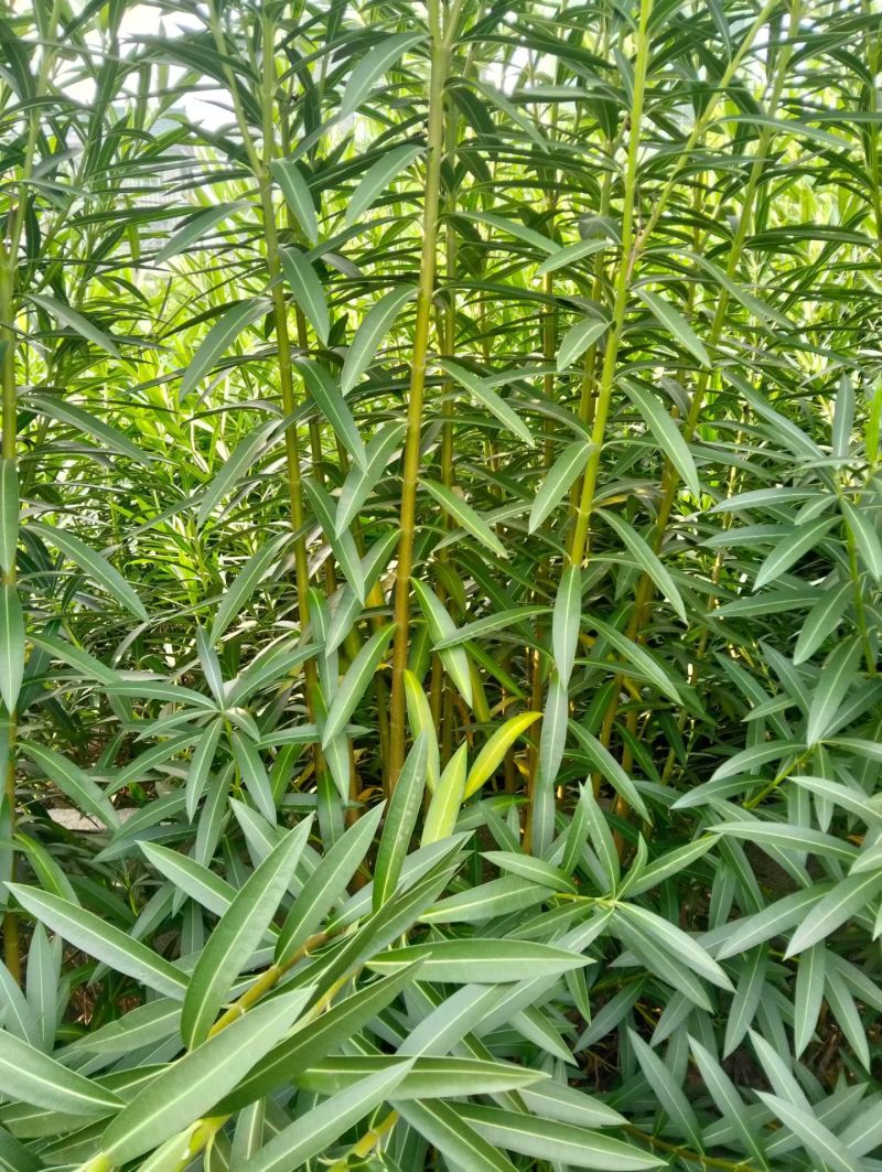 夹竹桃3叉一4叉，7叉一8叉高度1.2m一2m，欢迎来订