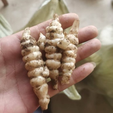 精品螺丝菜批发
