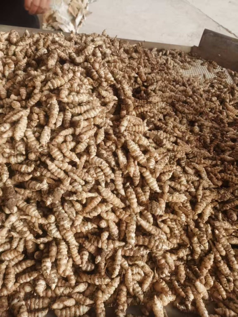 精品螺丝菜批发