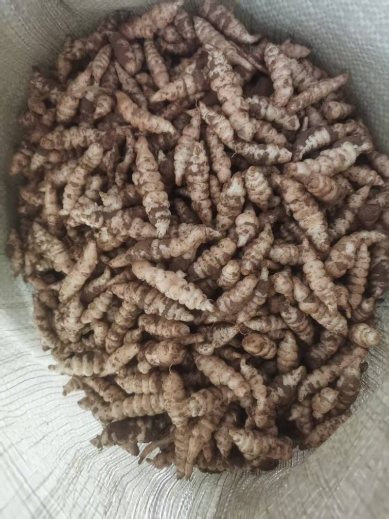 精品螺丝菜批发