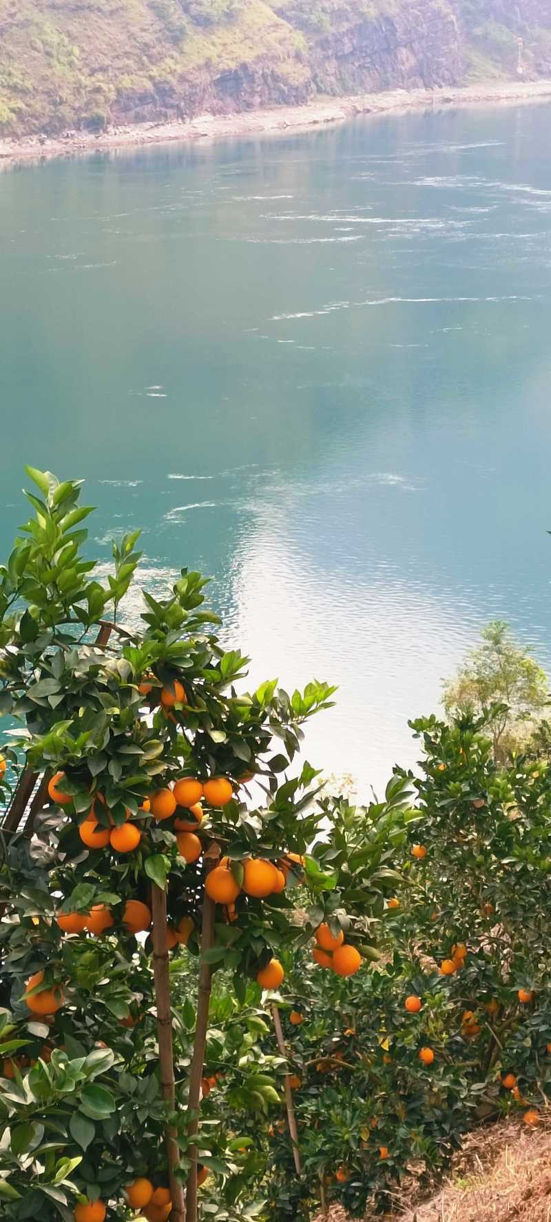 老徐，四川大凉山雷波纽荷尔脐橙种植户，金沙江边石咔咔土地