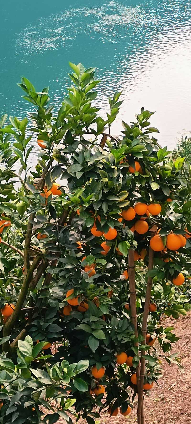 老徐，四川大凉山雷波纽荷尔脐橙种植户，金沙江边石咔咔土地