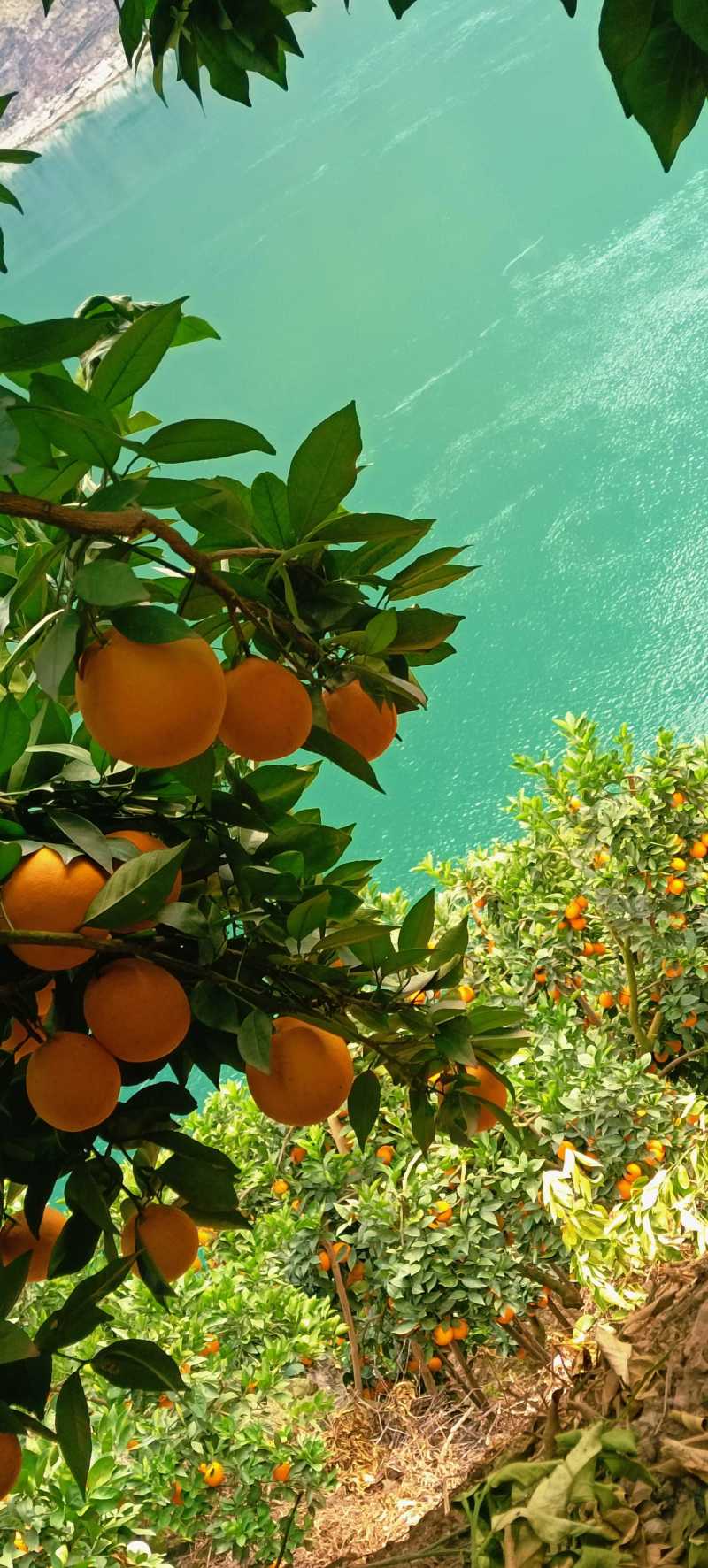 老徐，四川大凉山雷波纽荷尔脐橙种植户，金沙江边石咔咔土地
