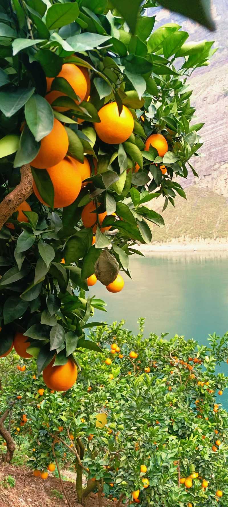 老徐，四川大凉山雷波纽荷尔脐橙种植户，金沙江边石咔咔土地