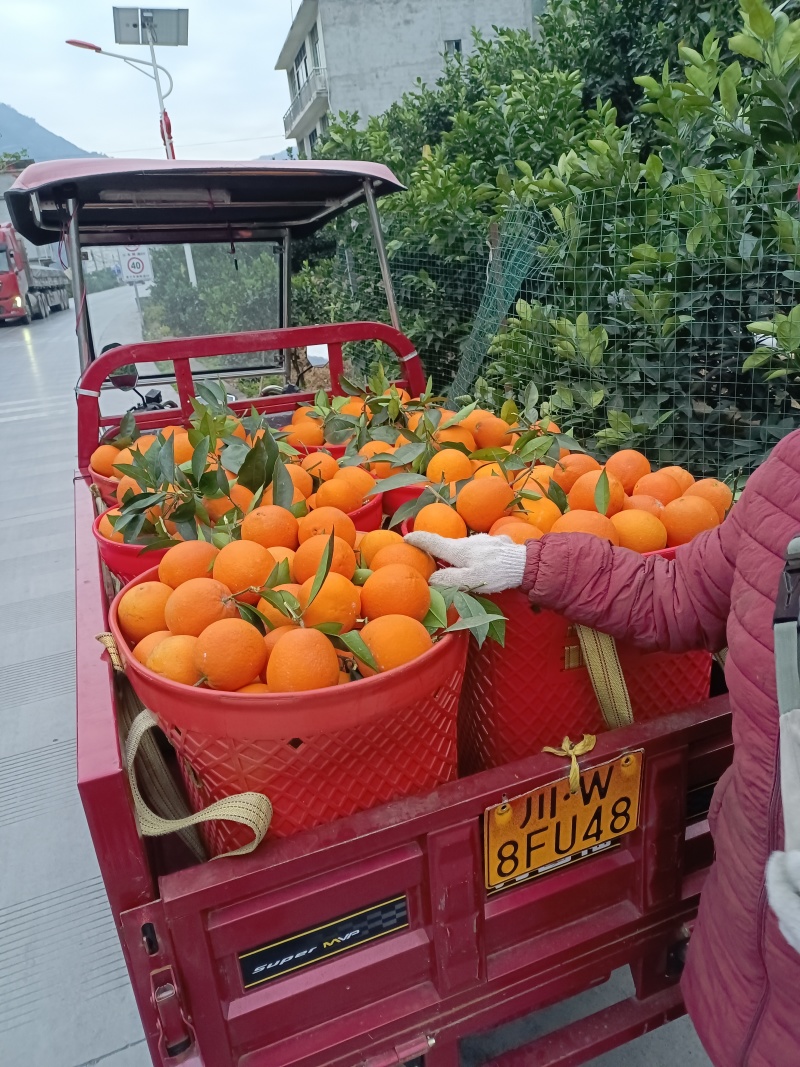 老徐，四川大凉山雷波纽荷尔脐橙种植户，金沙江边石咔咔土地