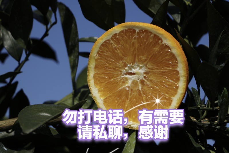 赣南脐橙