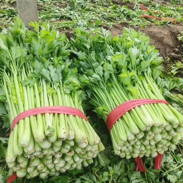 大棚西芹大量供应，夏邑产区，对接各种商场，欢迎老板电联。