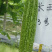 长玉3号苦瓜种子早熟耐寒抗病肉厚腔小苦味适中大田基地用